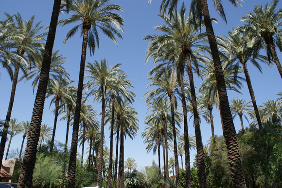 Historic Date Palm Grove Today