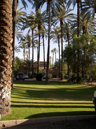 Note the height of Date Palms today